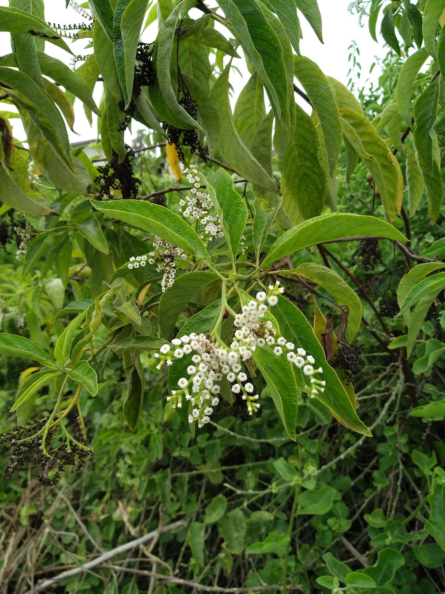 Imagem de Tournefortia pubescens Hook. fil.