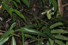 Image of Paphiopedilum schoseri Braem & H. Mohr