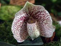 Image of Godefroy's Paphiopedilum