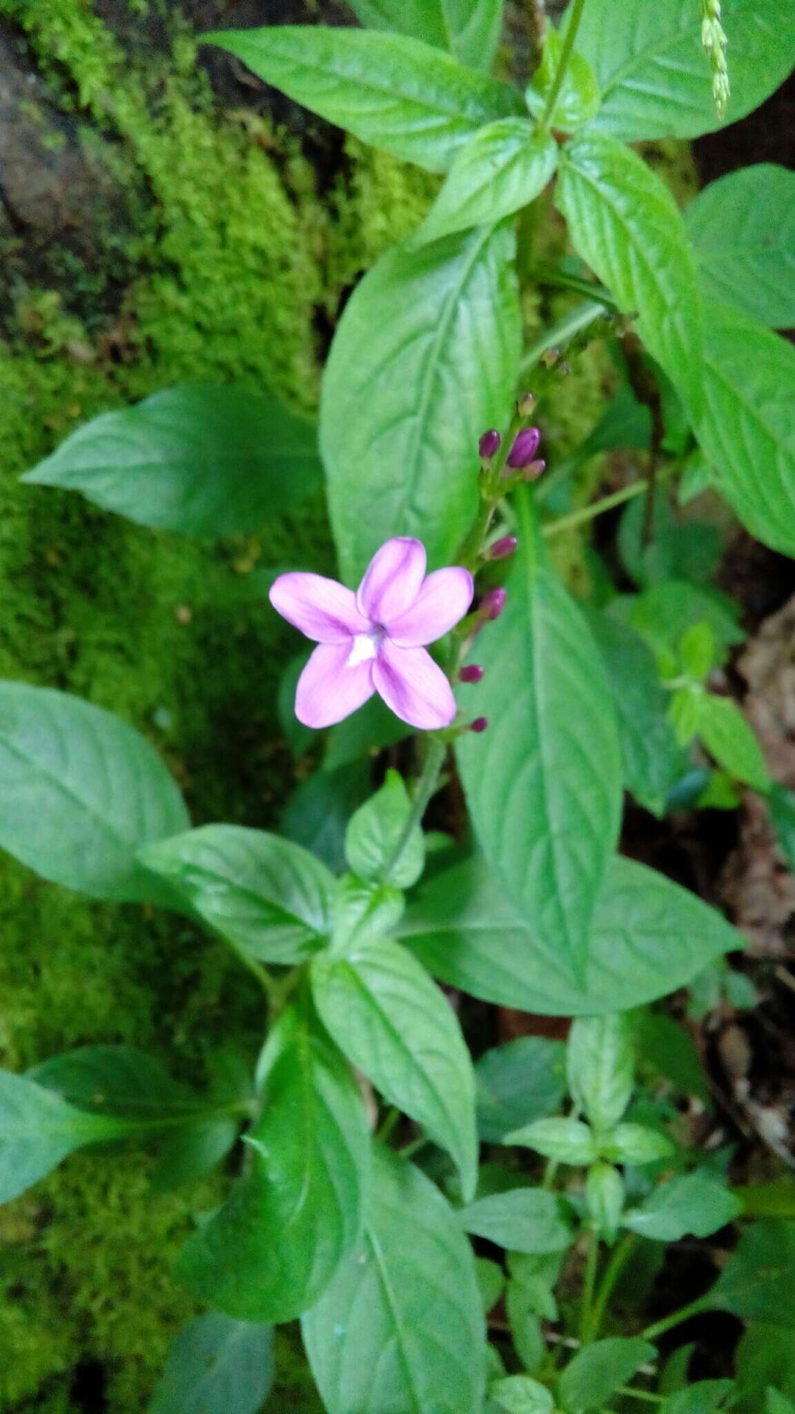 Pseuderanthemum cuspidatum (Nees) Radlk. resmi