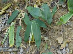 Image of Stachyphrynium spicatum (Roxb.) K. Schum.