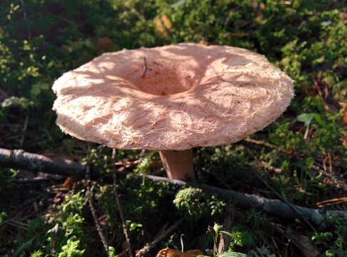 Image of Woolly Milkcap