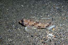 Image of Slender Goby