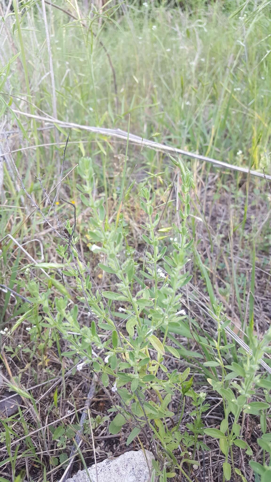 Hedeoma reverchonii (A. Gray) A. Gray resmi