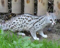 Image of Pardine Genet