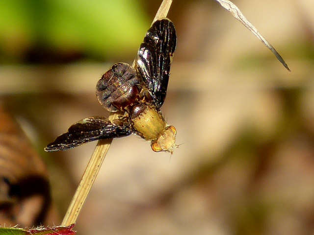 Image of Eurosta comma (Wiedemann 1830)