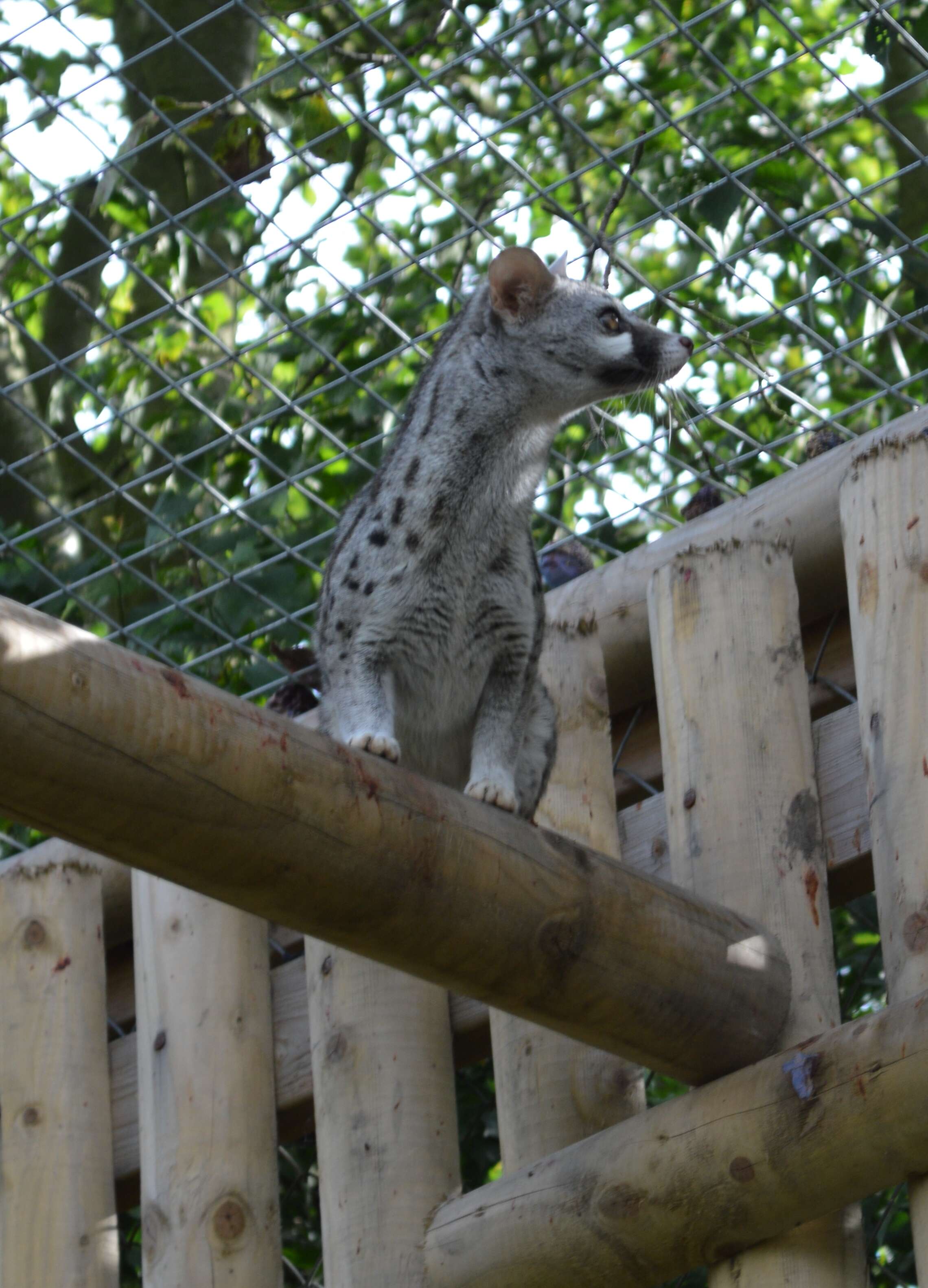 Image of Pardine Genet