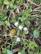 Imagem de Delosperma uncinatum L. Bol.