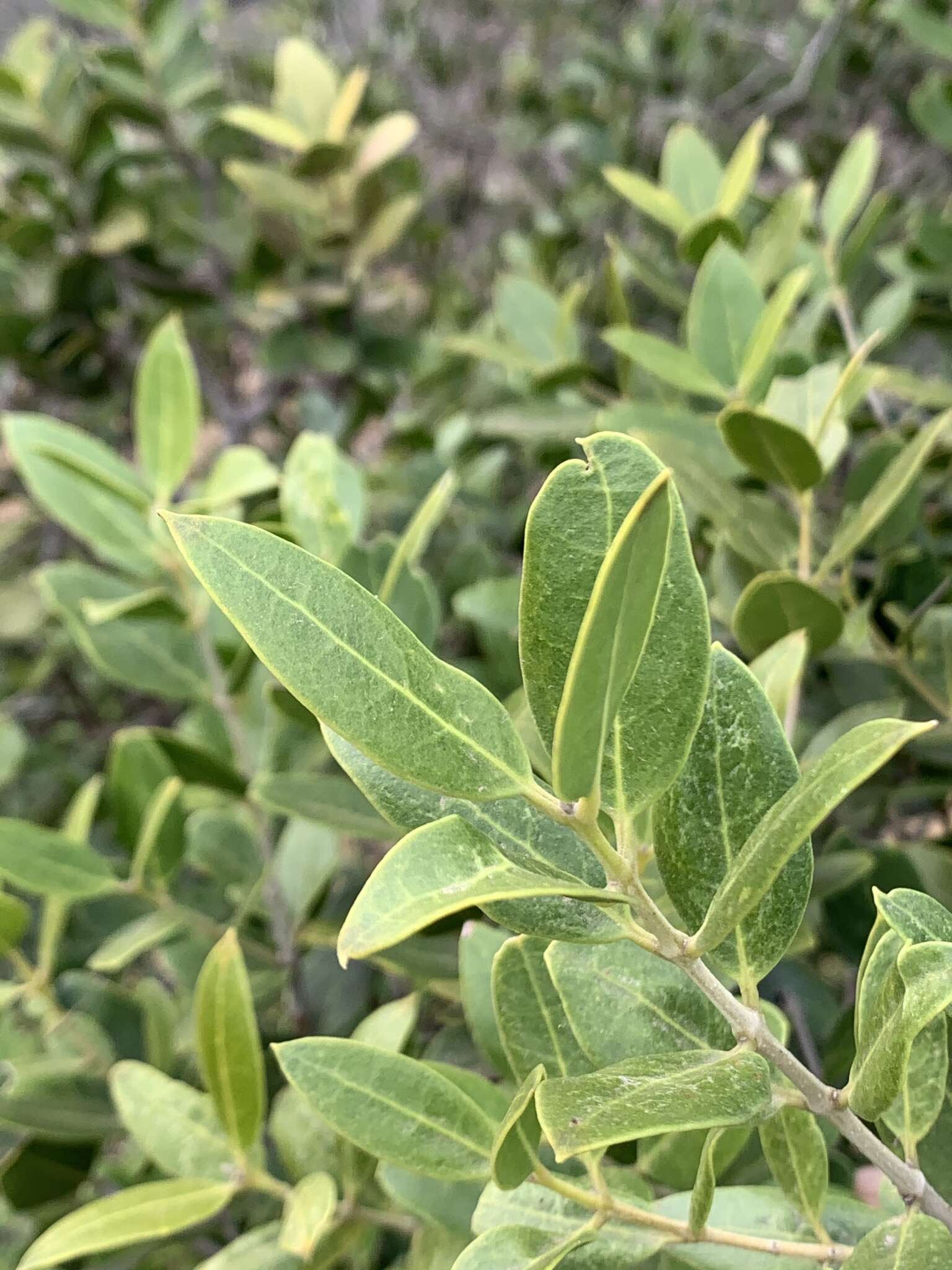 Plancia ëd Olea capensis subsp. enervis (Harv.) I. Verd.