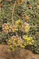 Image of sulphur-flower buckwheat