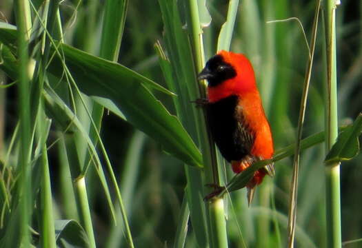 Image of Red Bishop