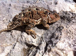 Image of Greater Short-horned Lizard