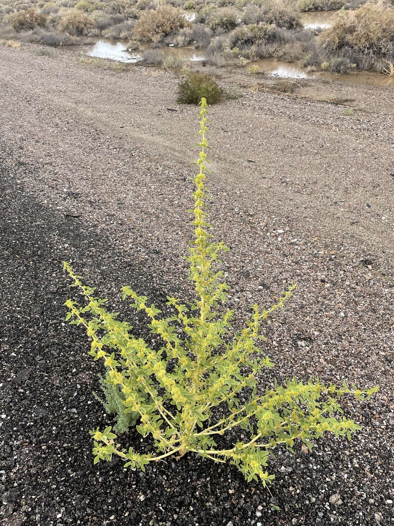 Image of spiny caper