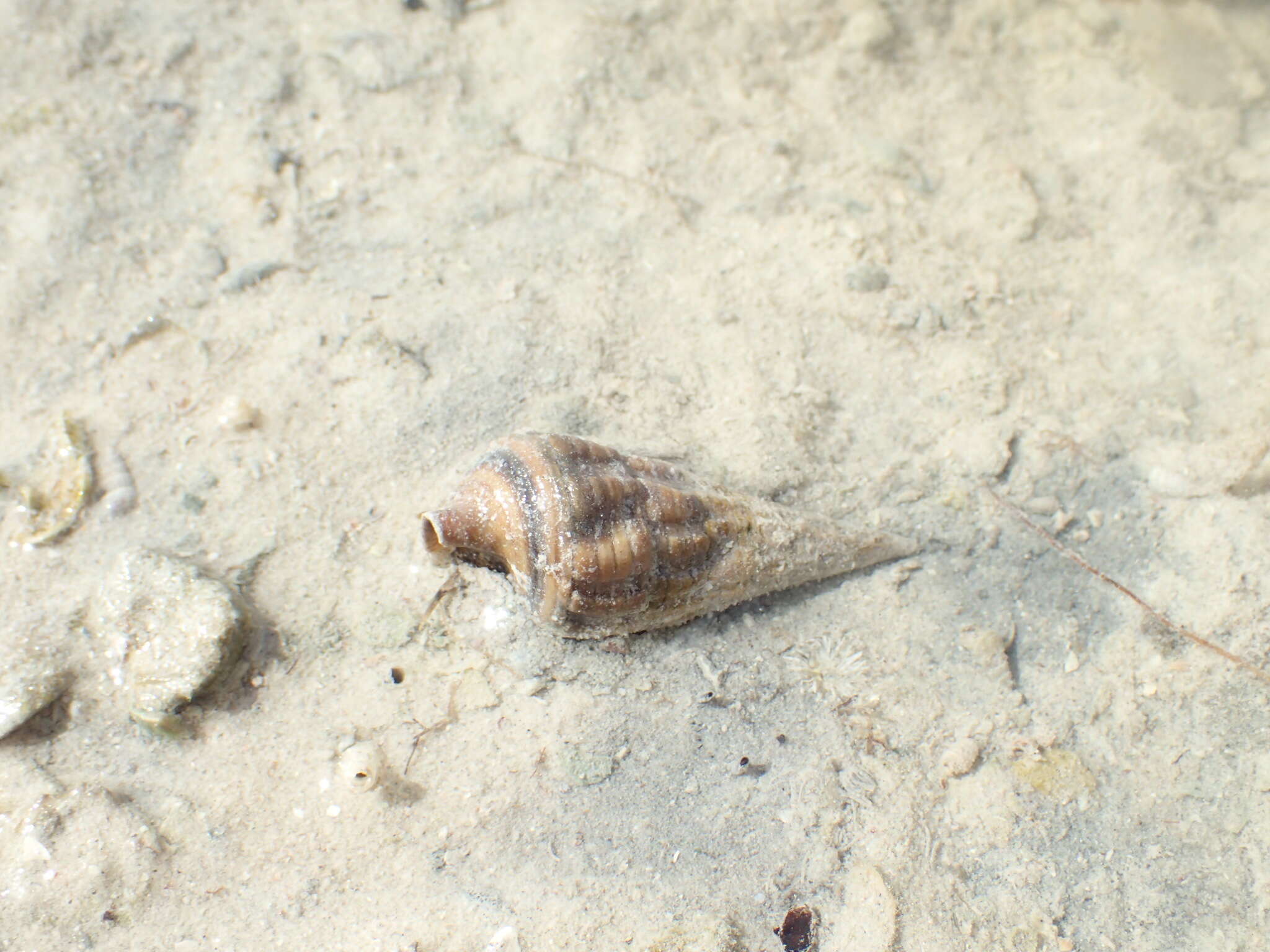 Sivun Terebralia palustris (Linnaeus 1767) kuva