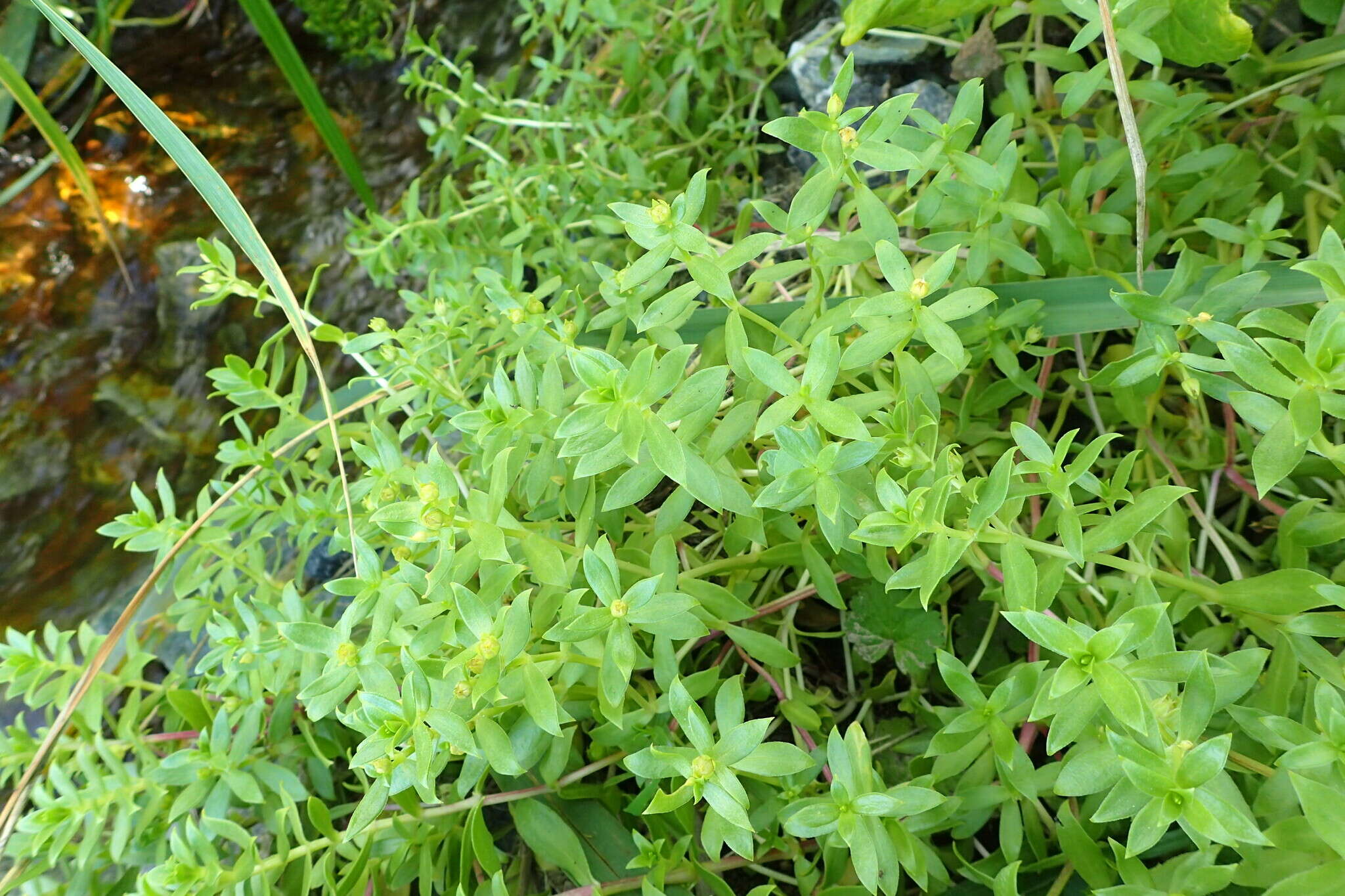 Image of seaside sandplant