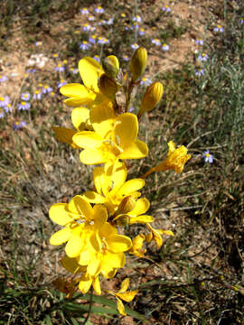 Image of Tritonia chrysantha Fourc.