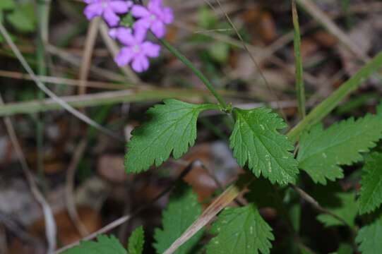 Image de Glandularia tampensis (Nash) Small