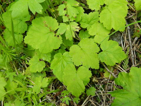 Image of fivestamen miterwort