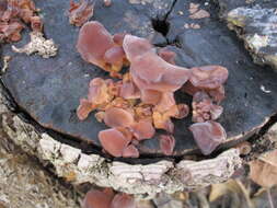 Image of Auricularia americana Parmasto & I. Parmasto ex Audet, Boulet & Sirard 2003