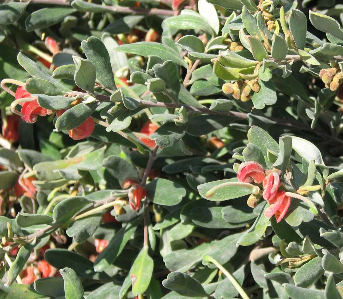 Image of Silky-oak