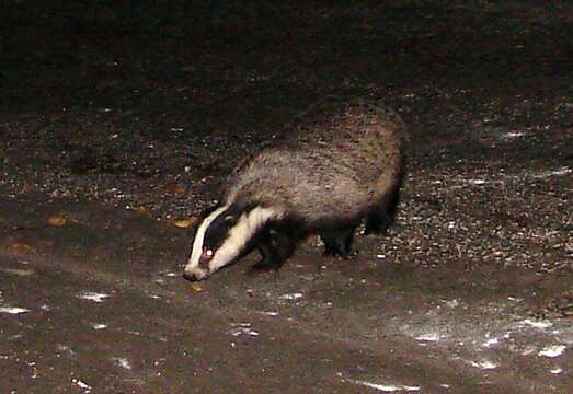 Image of badger