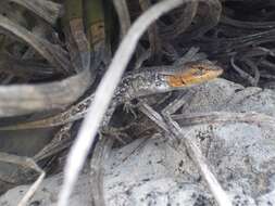 Image of Bluebelly Lizard