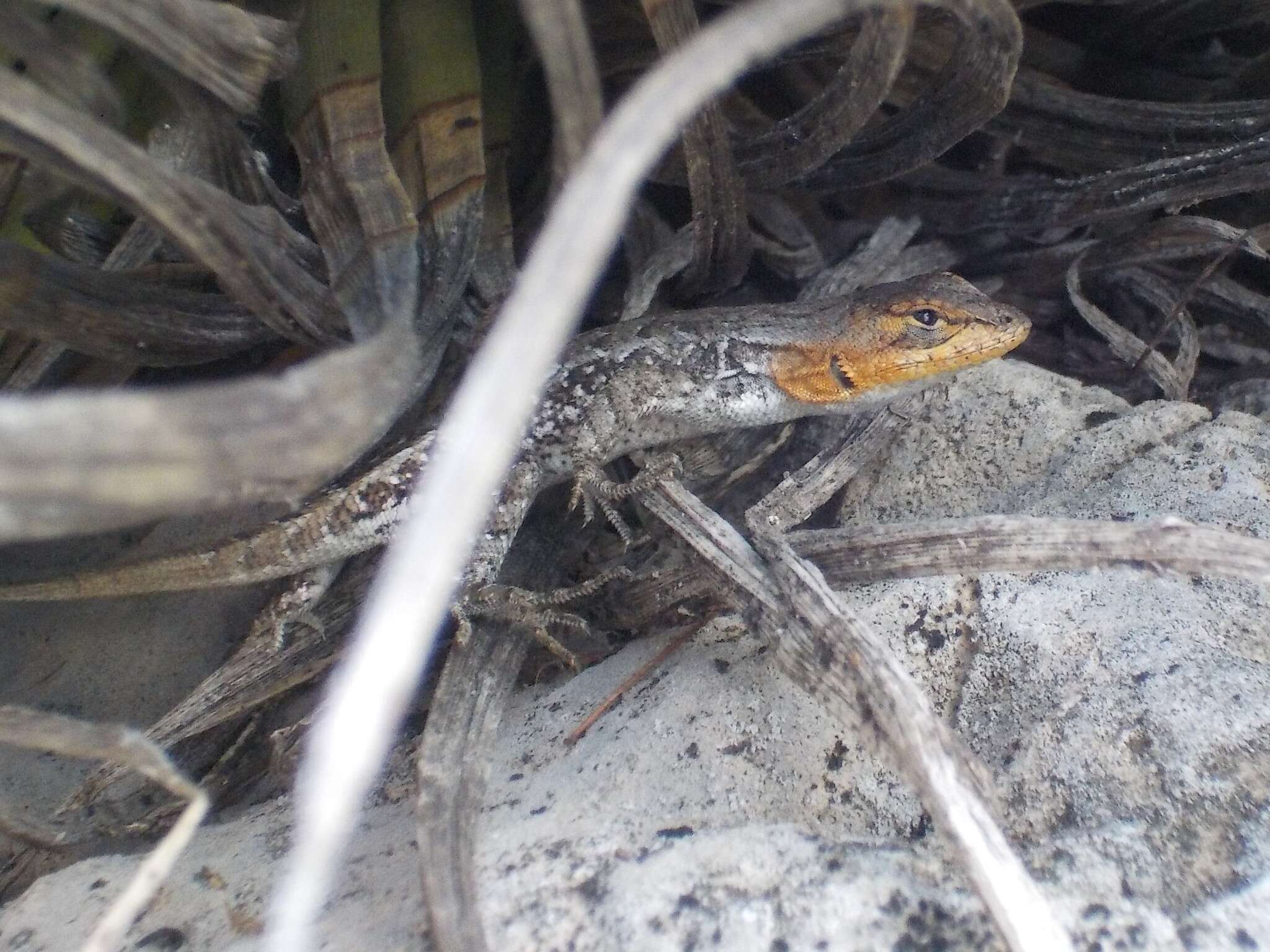 Image of Bluebelly Lizard