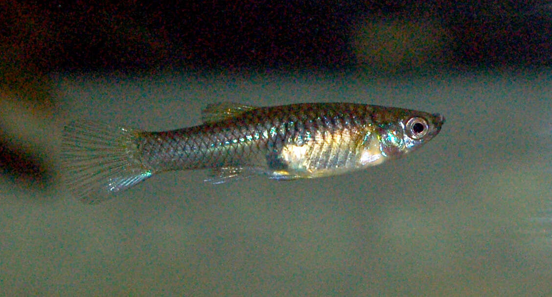 Image of Endler's Livebearer