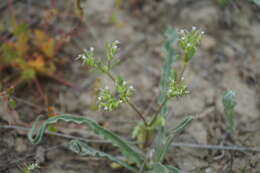 Image of Valerianella sclerocarpa Fisch. & C. A. Mey.