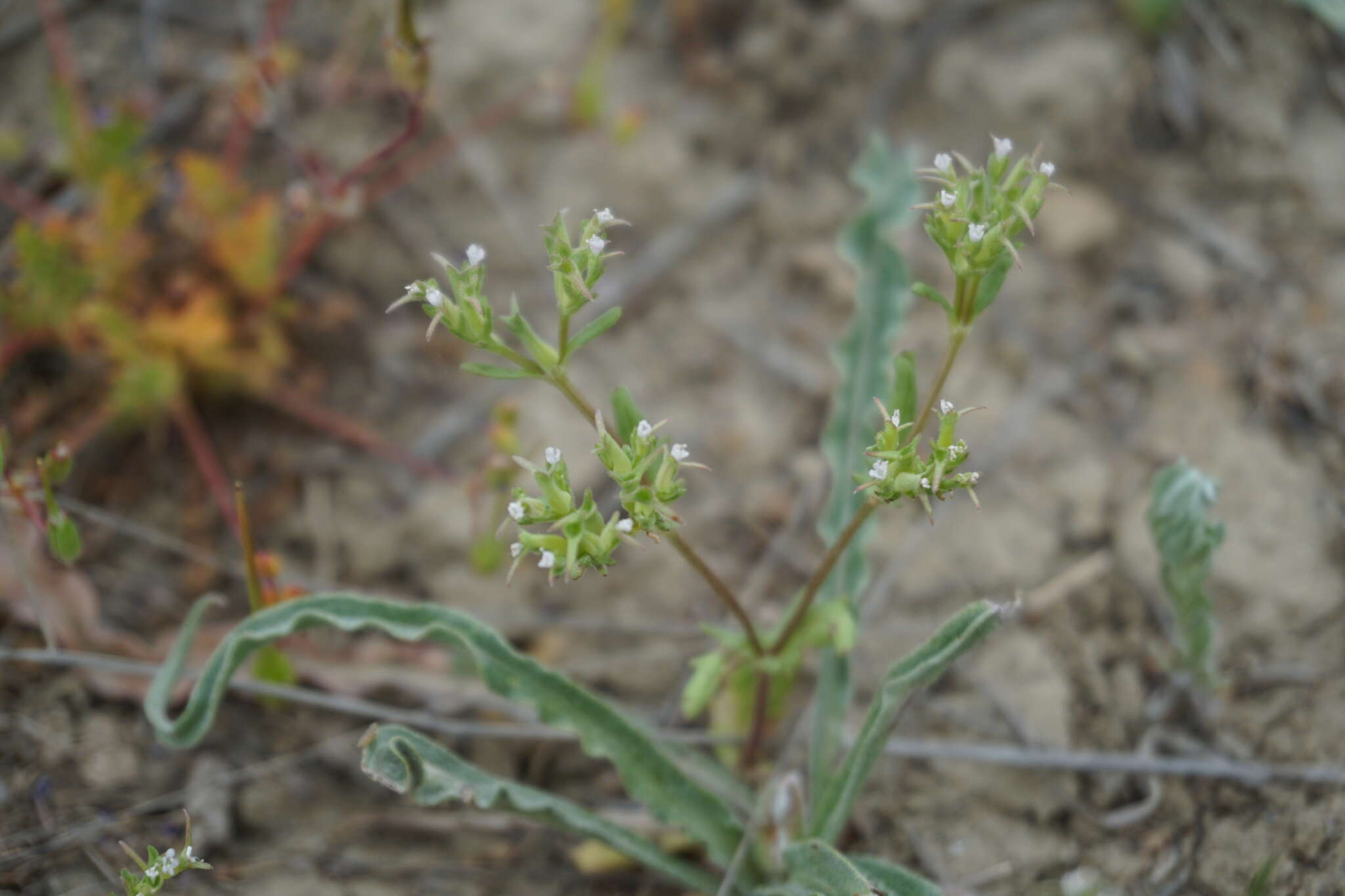 Image of Valerianella sclerocarpa Fisch. & C. A. Mey.