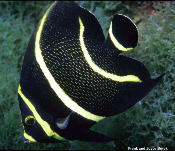 Image of Angelfish