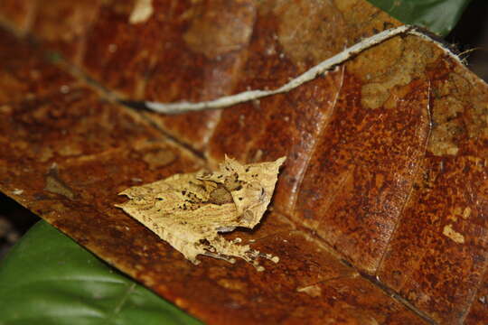 Image of Sumaco Horned Treefrog