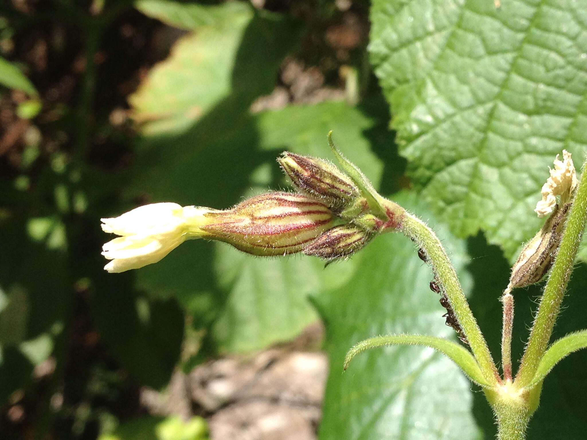 Imagem de Silene latifolia subsp. alba (Miller) Greuter & Burdet