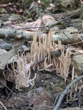 Clavaria fumosa Pers. 1796 resmi