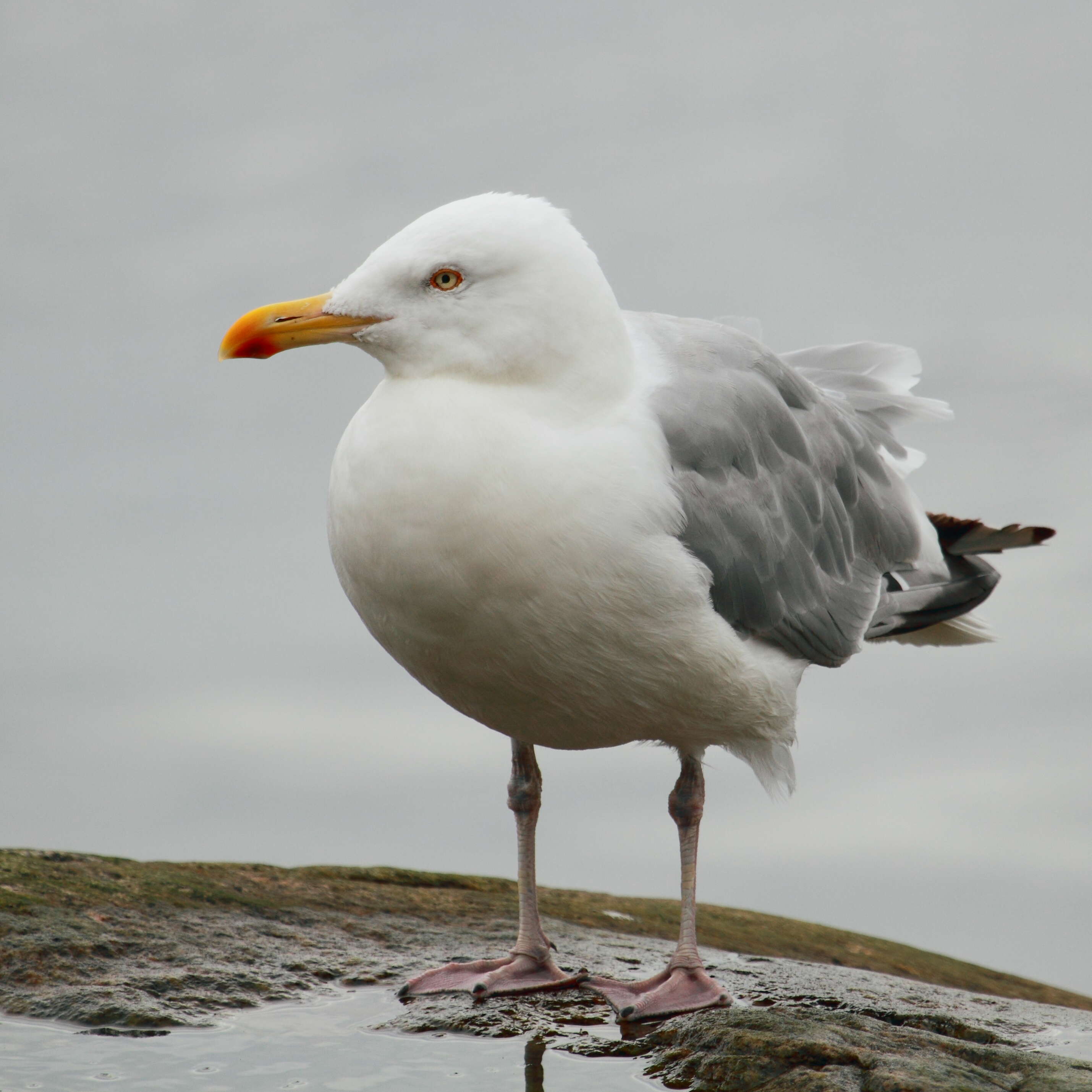 Image of American Herring Gull