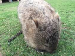 Image of Bare-nosed Wombats