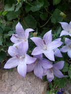 Image of Campanula isophylla Moretti