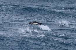 Image of Macaroni Penguin