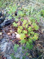 Imagem de Geranium bohemicum L.