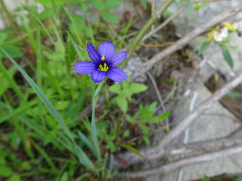 Image of strict blue-eyed grass