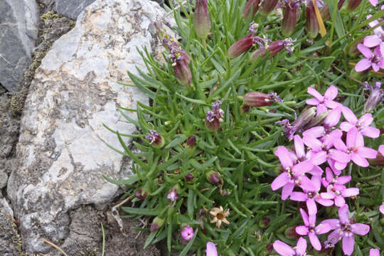 Image of moss campion