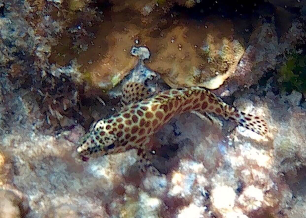 Image of Dwarf-spotted Grouper