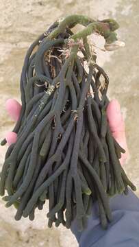 صورة Codium galeatum