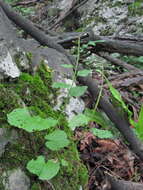 Imagem de Pachyphragma macrophyllum (Hoffm.) N. Busch