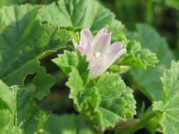 Image of common mallow