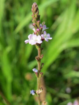 Image of herb of the cross