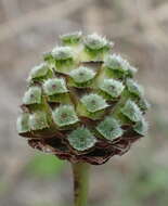 Image of Cephalaria humilis (Thunb.) Roem. & Schult.