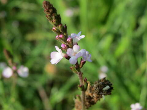 Image of herb of the cross