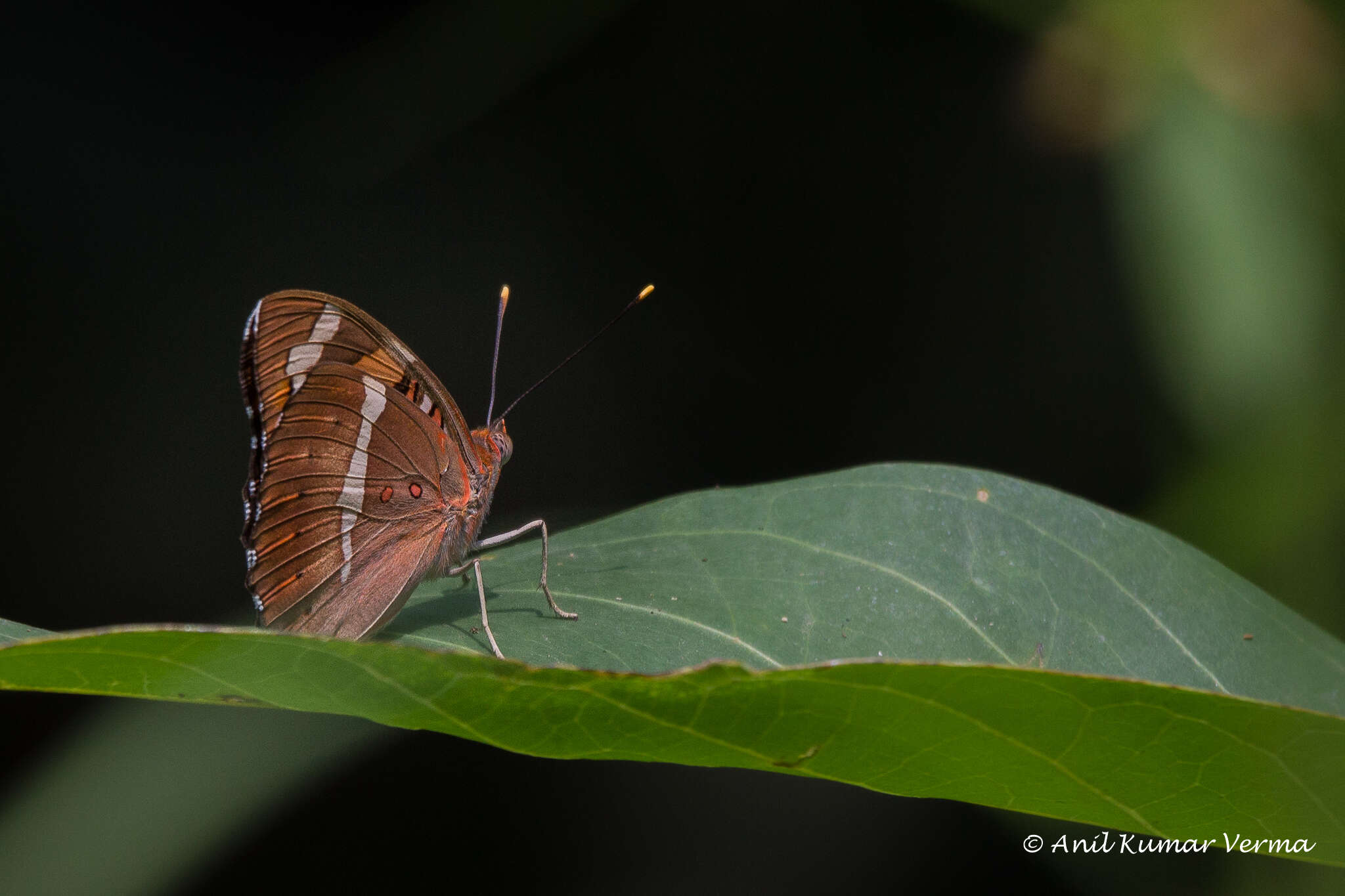 Image of Euthalia nais