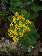 Image of Poisonous ragwort